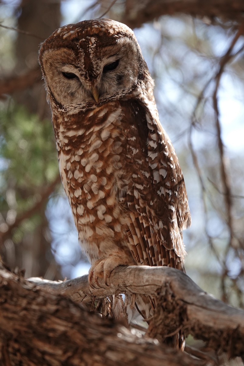 Spotted Owl - David McDonald