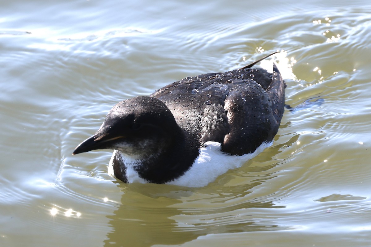 Thick-billed Murre - ML617431972