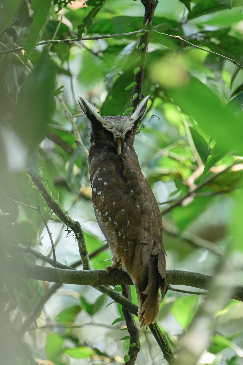 Crested Owl - ML617431989