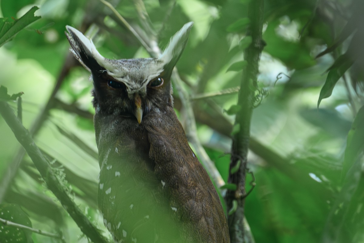 Crested Owl - ML617431990