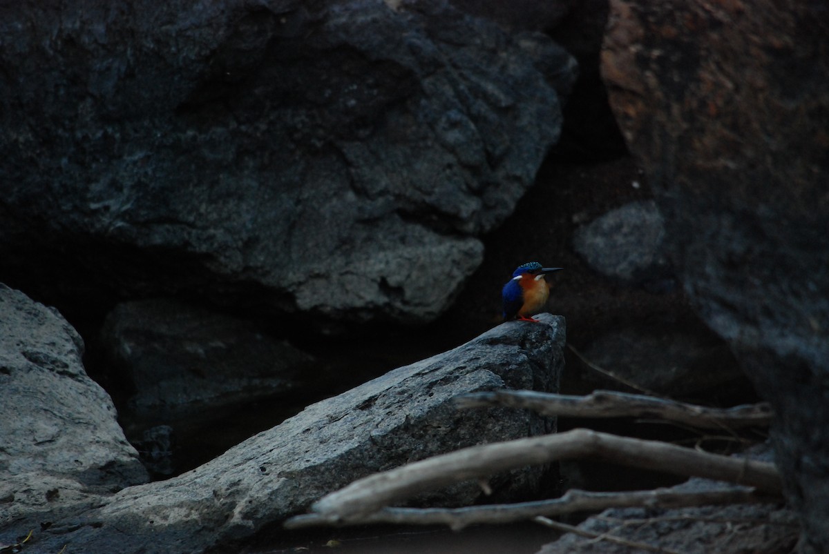 Malagasy Kingfisher - Benjamin Marshall