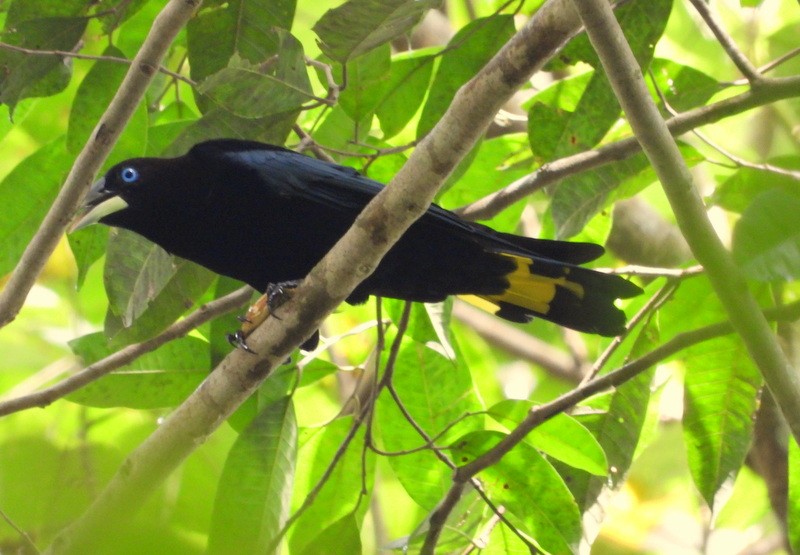 Band-tailed Cacique - ML617432308