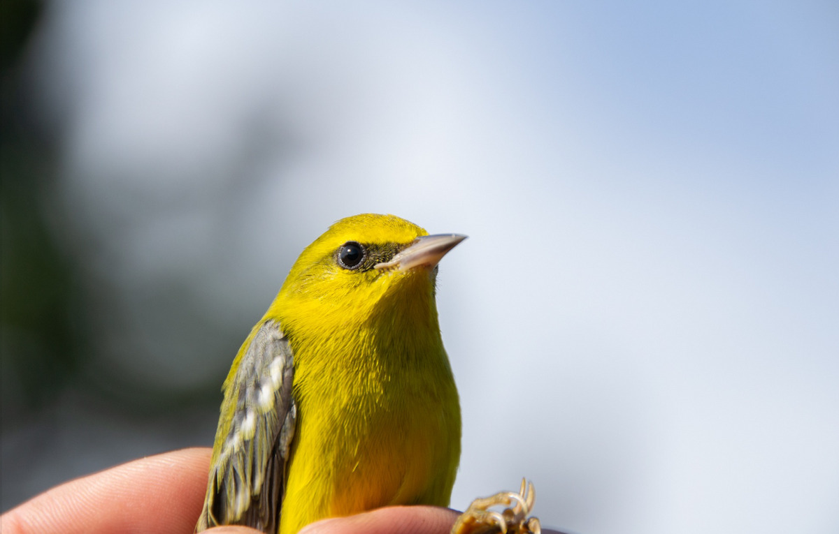 Blue-winged Warbler - Études des populations  d'oiseaux du Québec