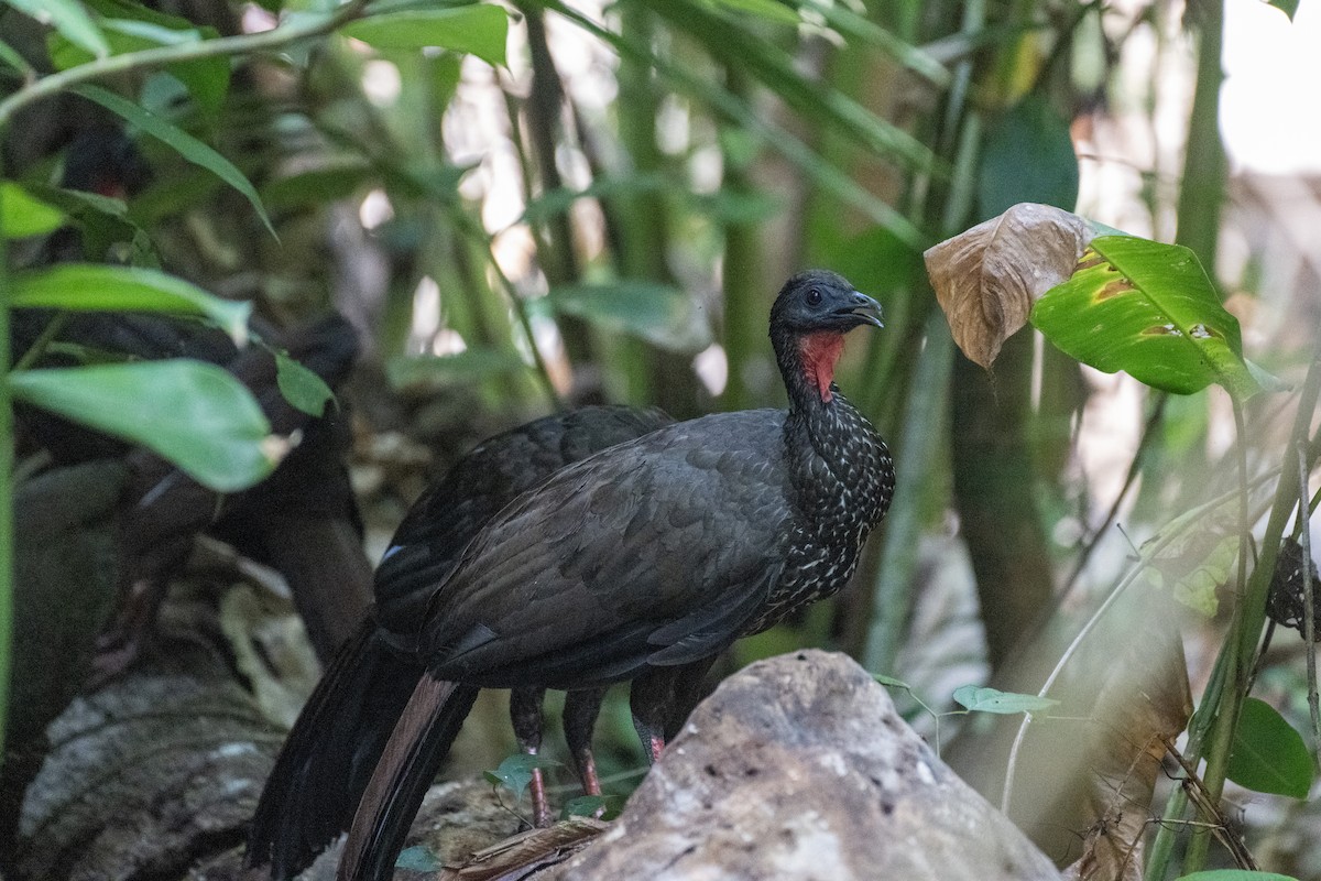 Crested Guan - ML617432382