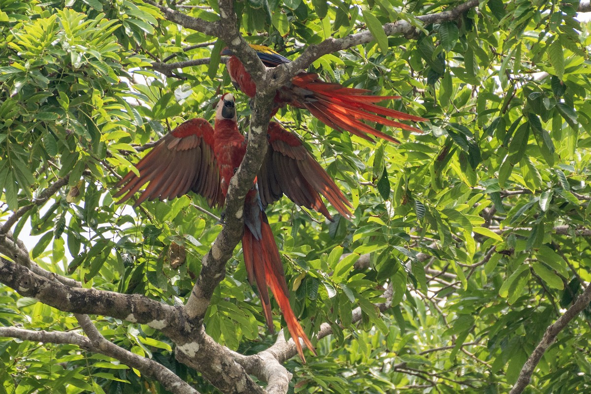 Scarlet Macaw - ML617432428