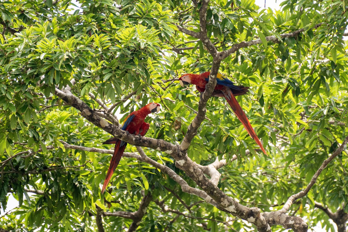 Scarlet Macaw - ML617432432