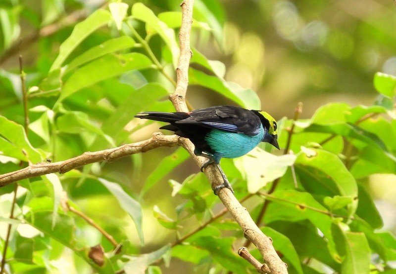 Paradise Tanager - Otto Valerio   Amazonas Birding