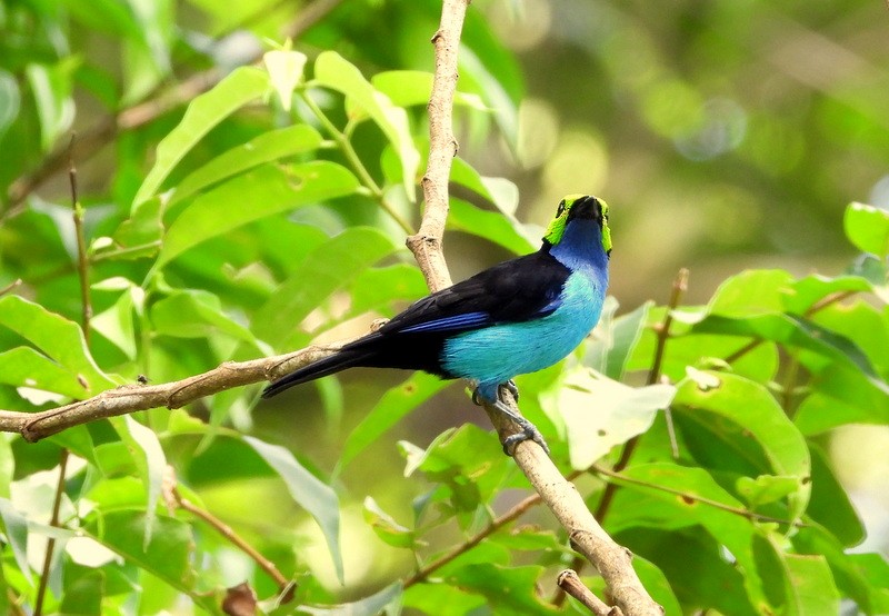 Paradise Tanager - ML617432443