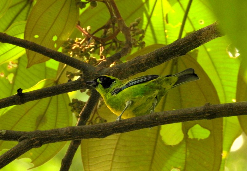Green-and-gold Tanager - ML617432450