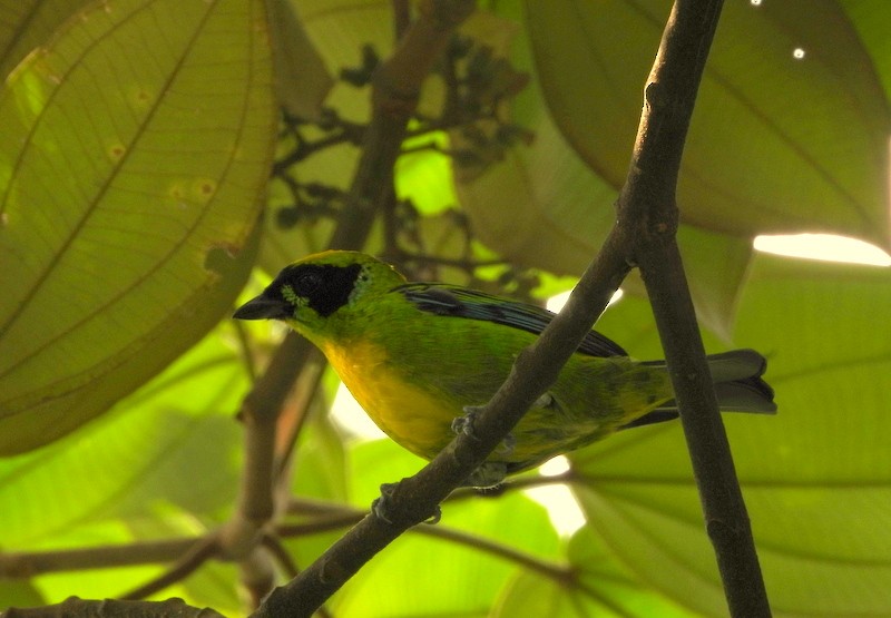 Green-and-gold Tanager - ML617432458