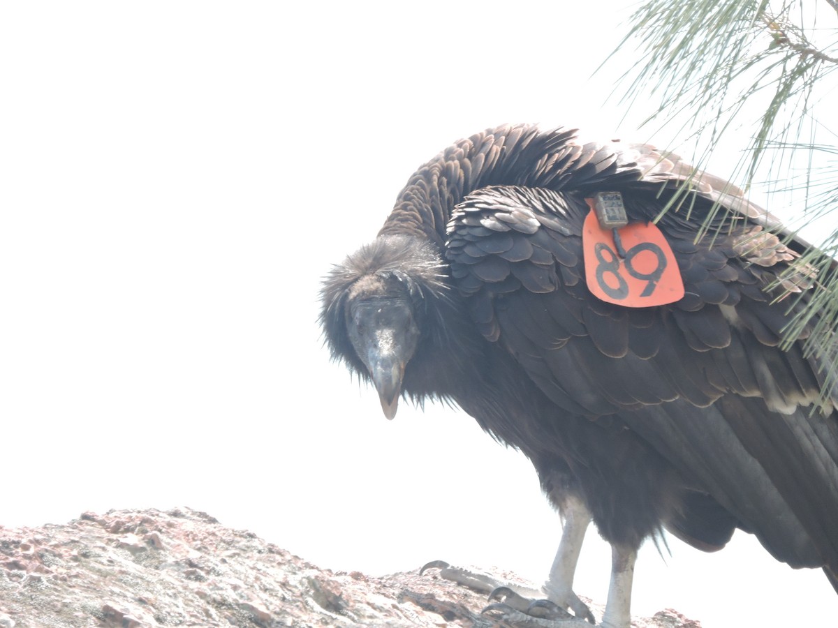 Condor de Californie - ML617432468