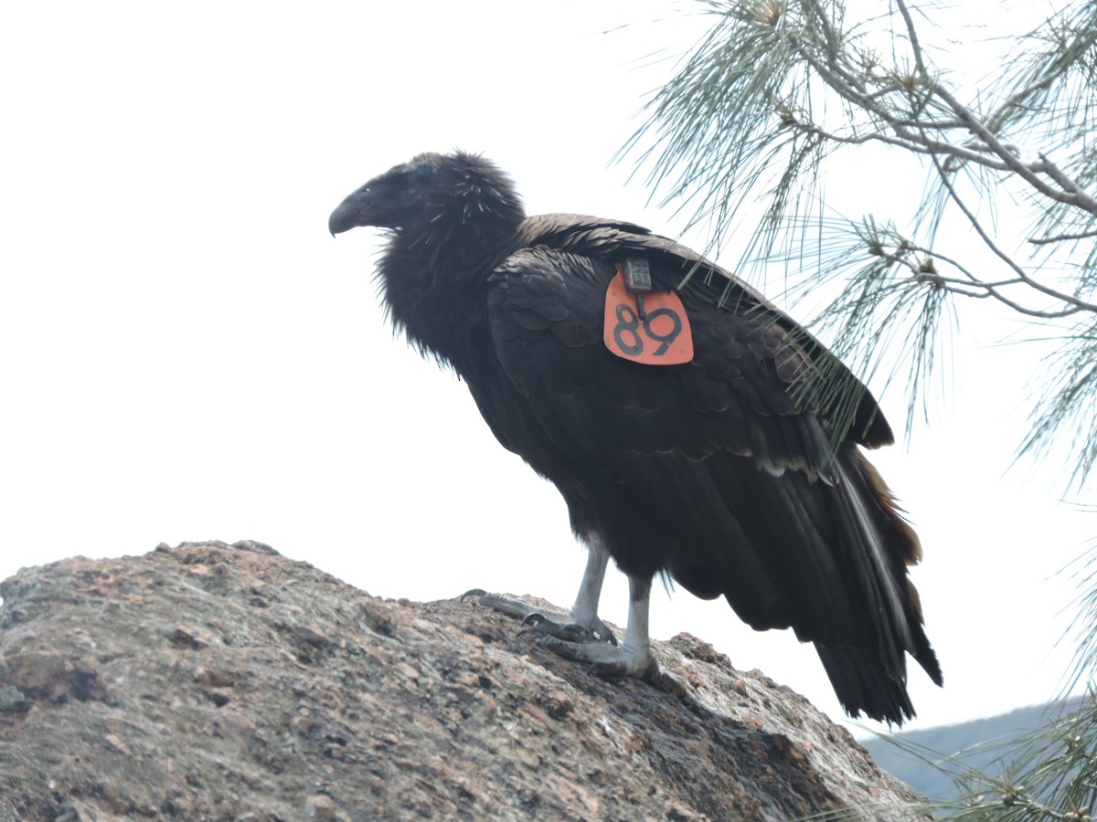 Condor de Californie - ML617432469