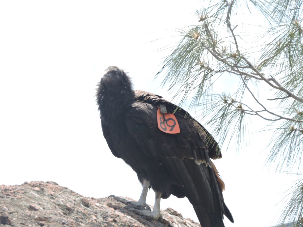 Condor de Californie - ML617432470