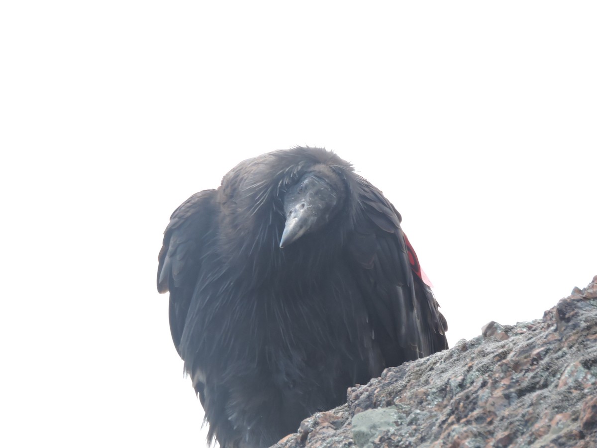 Condor de Californie - ML617432493