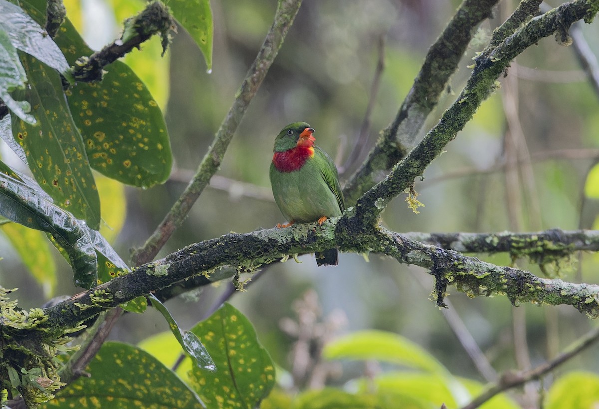 Fiery-throated Fruiteater - Michael Todd