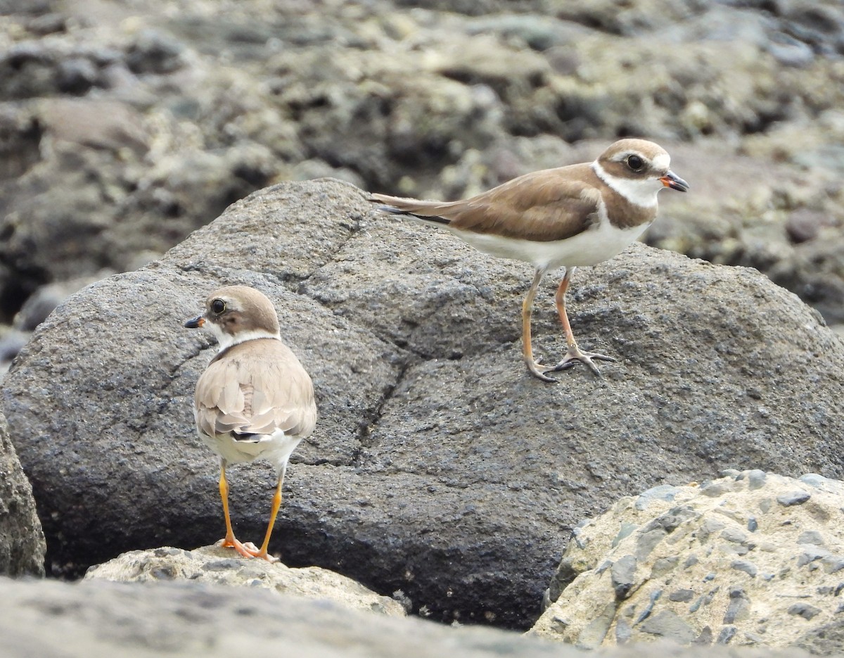 Semipalmated Plover - ML617432573