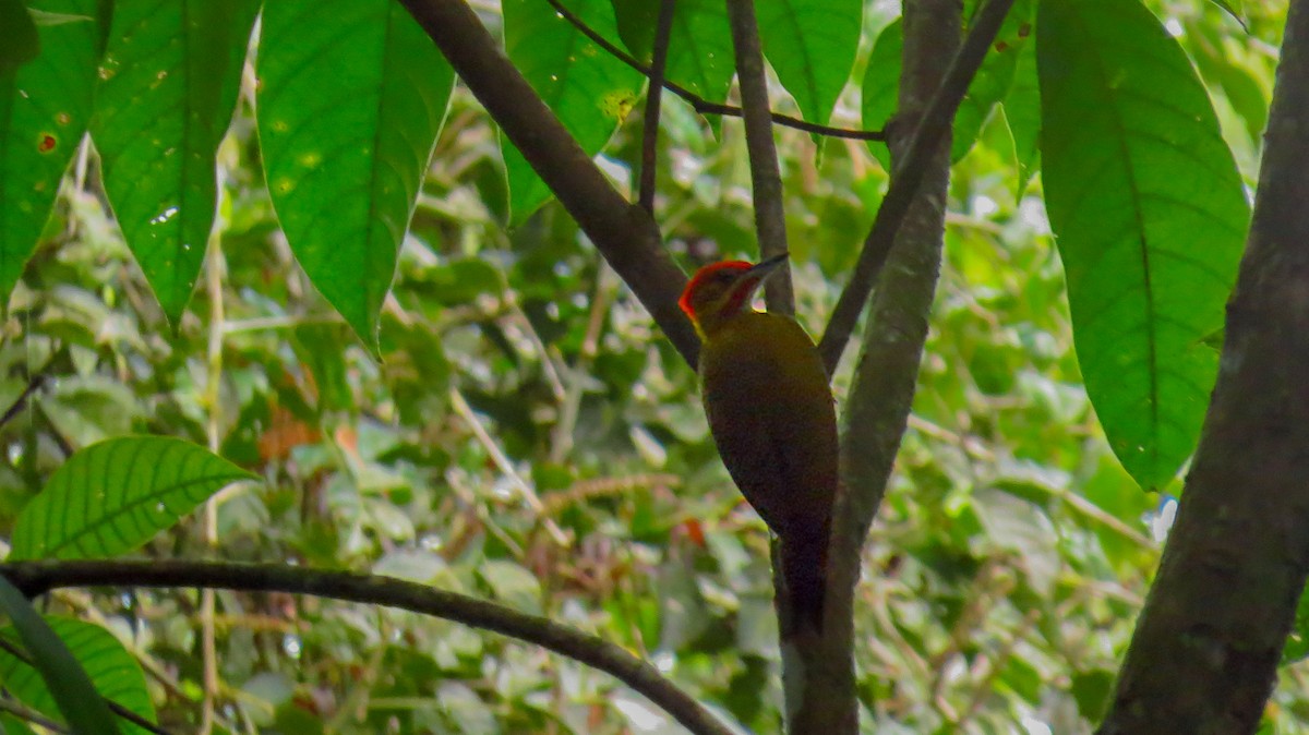 Golden-green Woodpecker - Jorge Muñoz García   CAQUETA BIRDING