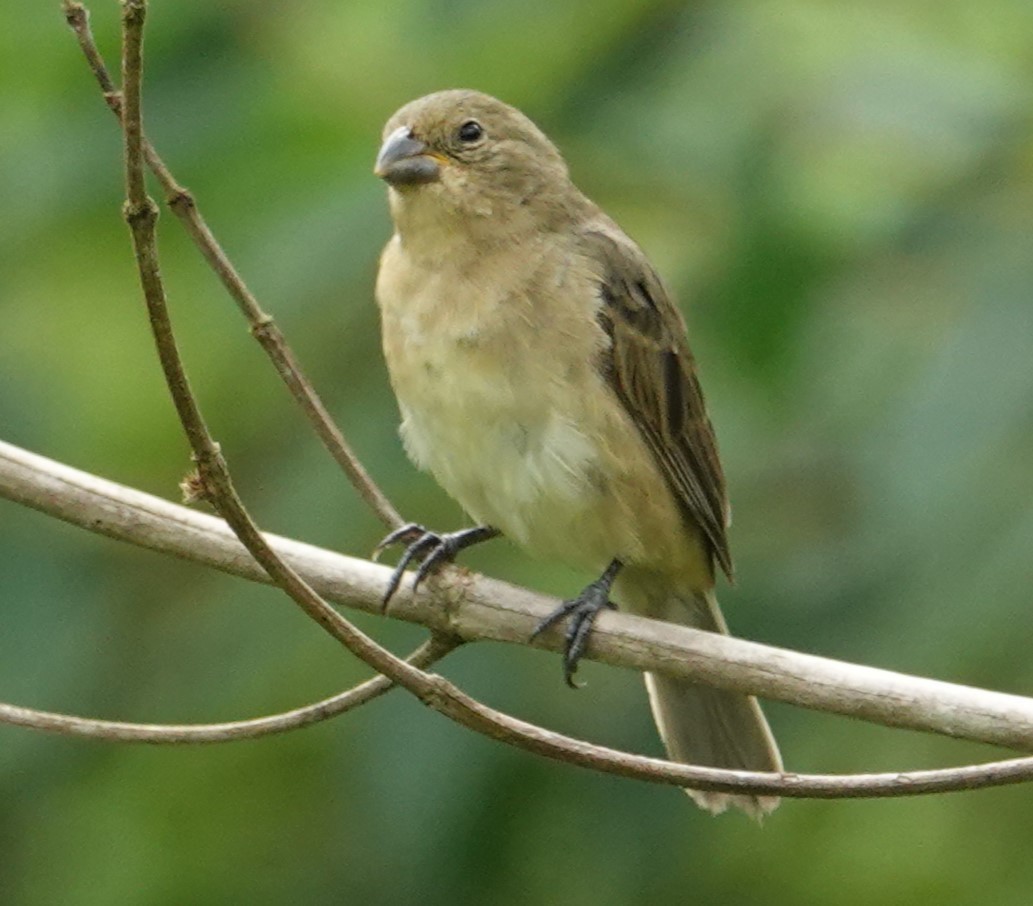 Double-collared Seedeater - ML617432773
