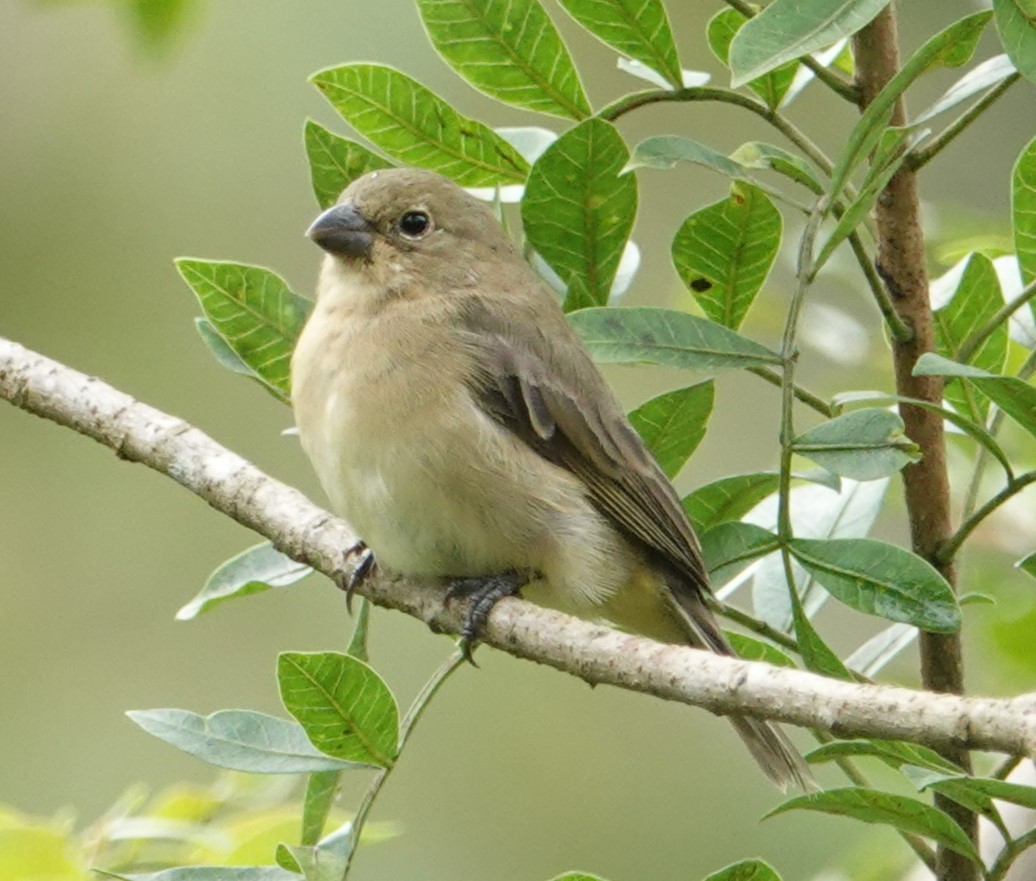 Double-collared Seedeater - ML617432774