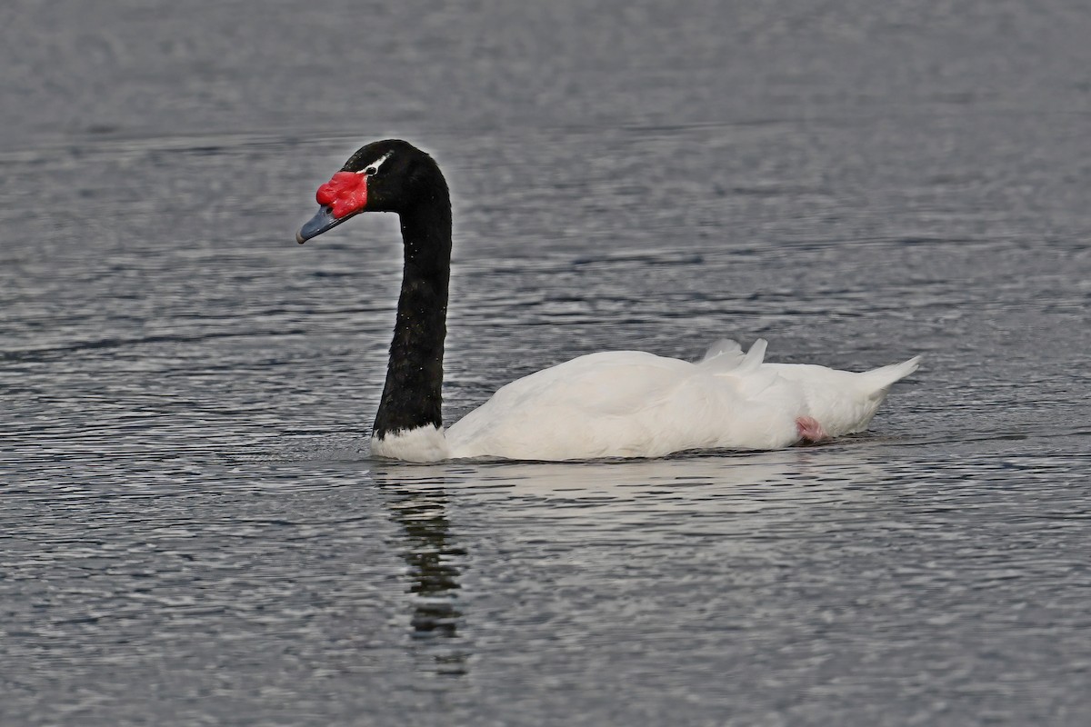 Black-necked Swan - ML617432845