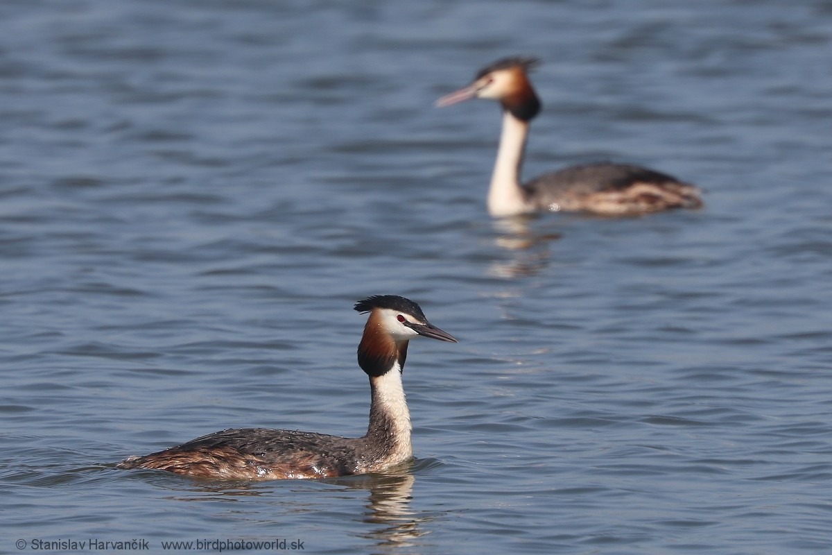 Great Crested Grebe - ML617432902