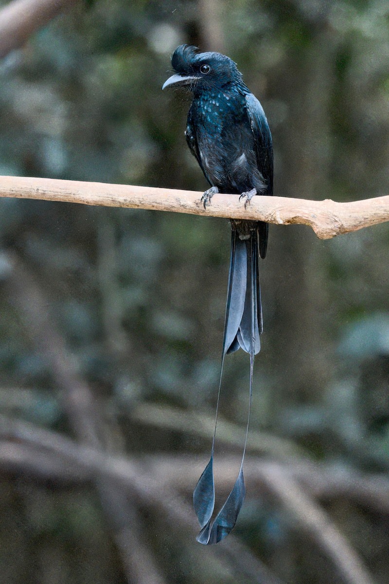 Greater Racket-tailed Drongo - ML617432929