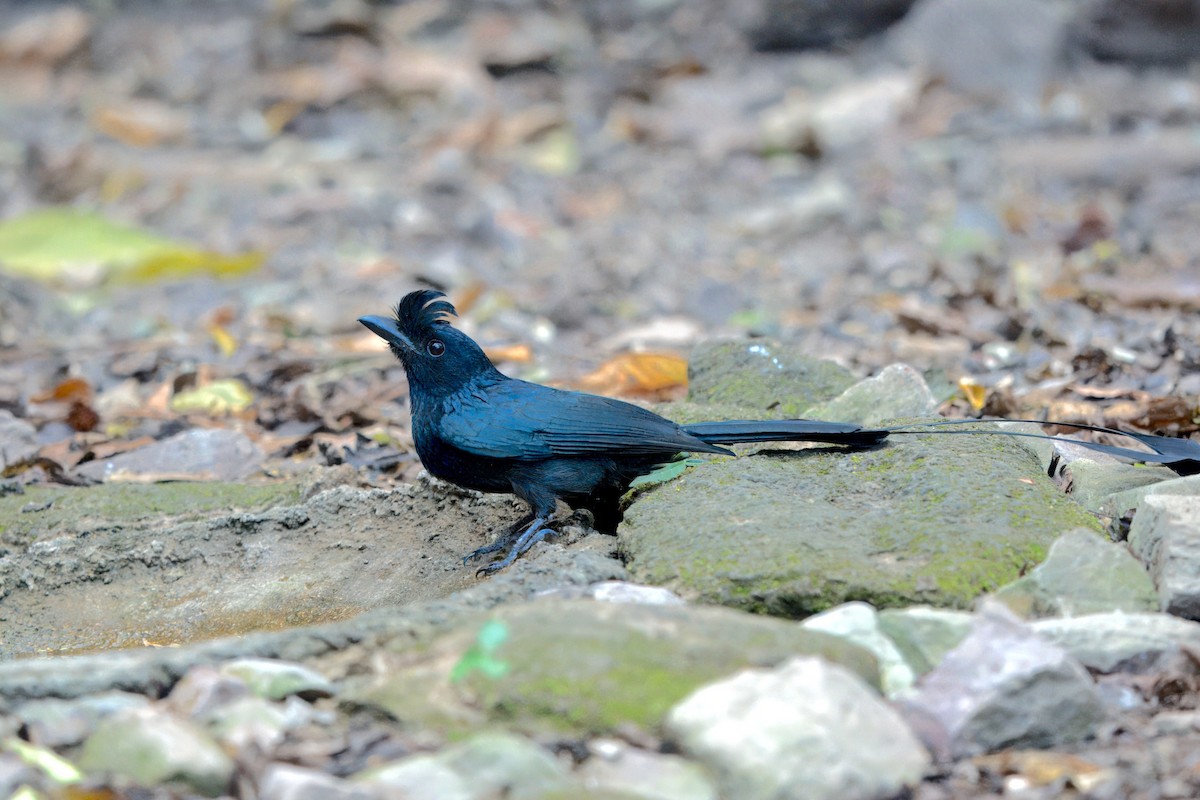 Greater Racket-tailed Drongo - ML617432930