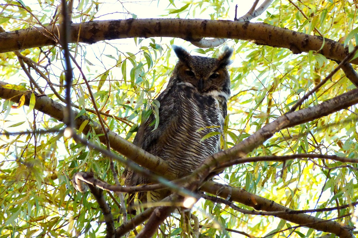 Great Horned Owl - Maurice Raymond