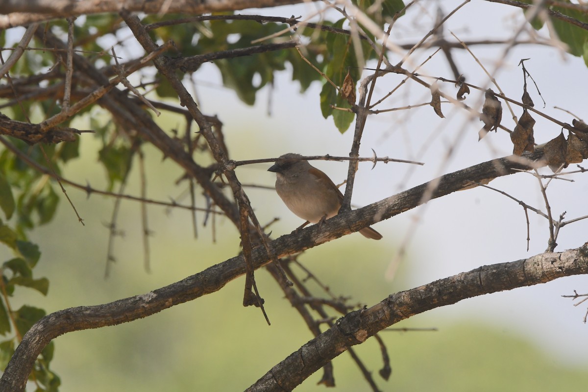 Northern Gray-headed Sparrow - ML617433022