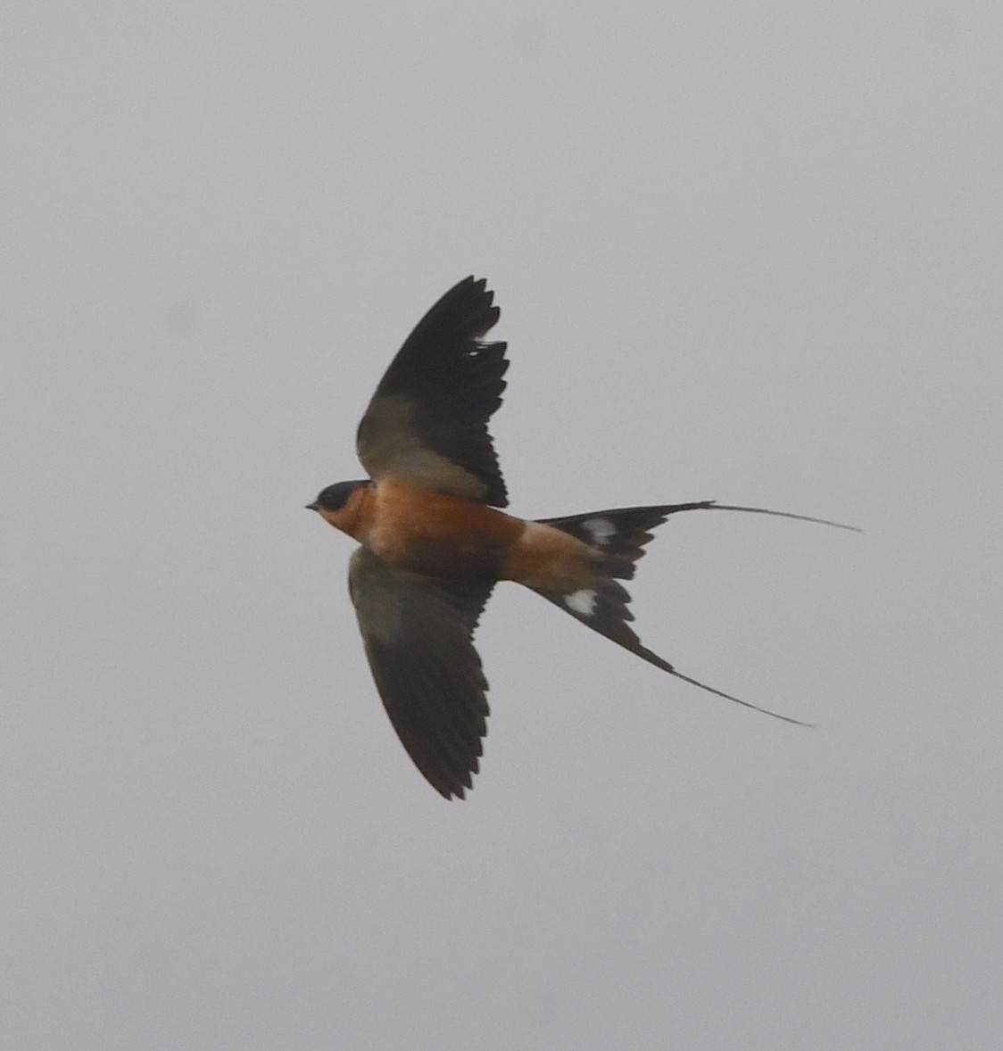 Rufous-chested Swallow - ML617433099