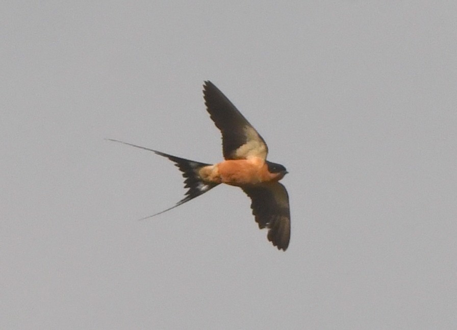 Rufous-chested Swallow - ML617433116