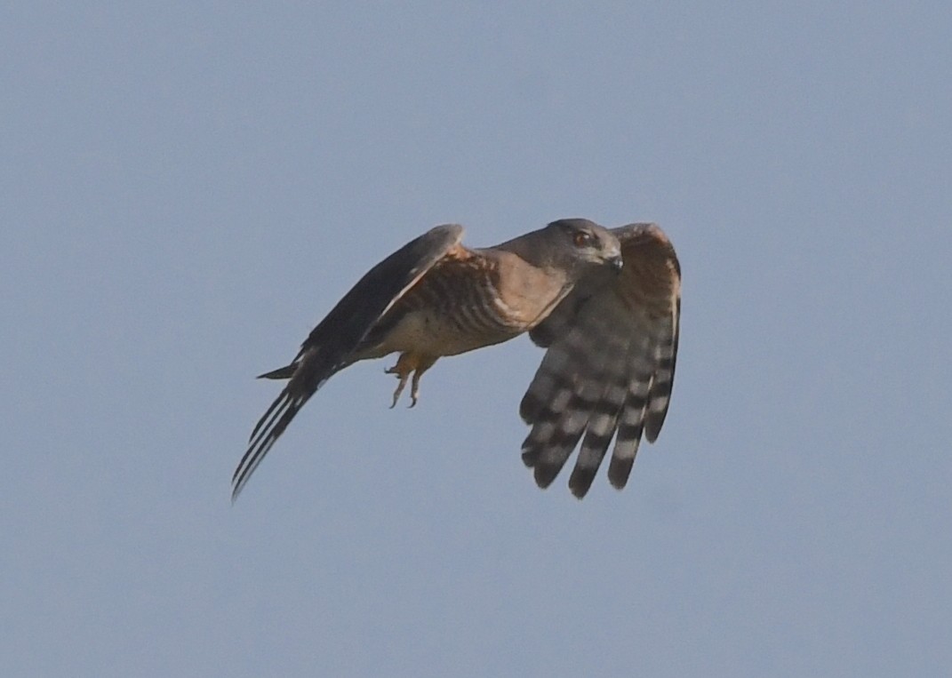 African Cuckoo-Hawk - ML617433161