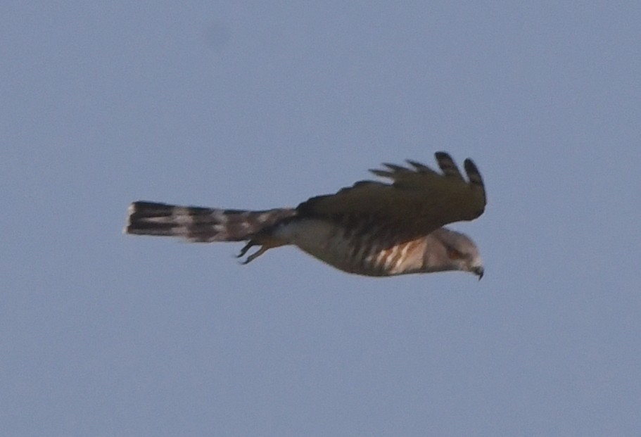African Cuckoo-Hawk - ML617433187