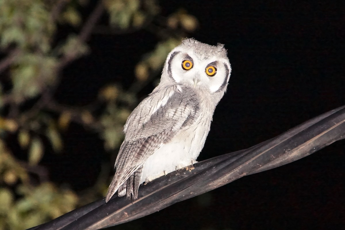 Southern White-faced Owl - ML617433351