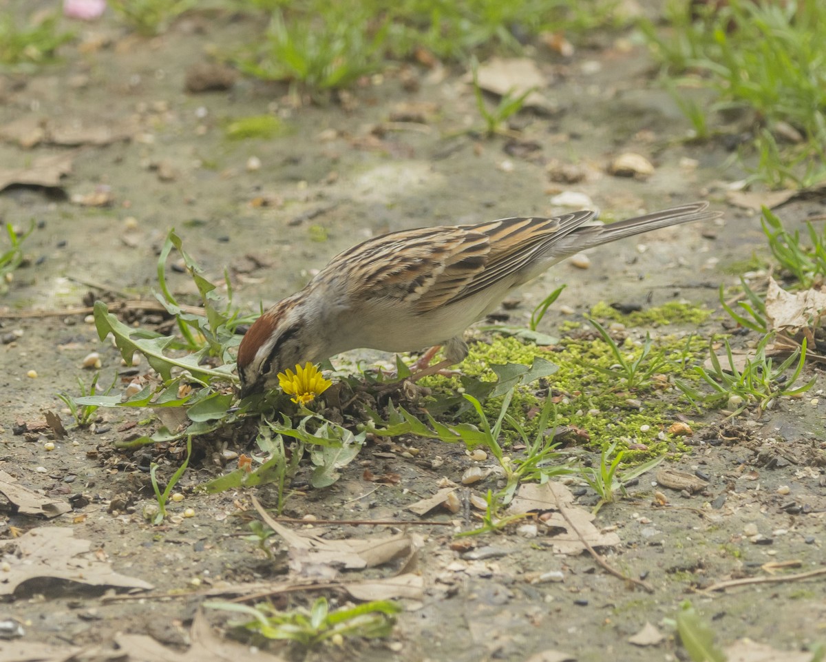 Chipping Sparrow - ML617433410