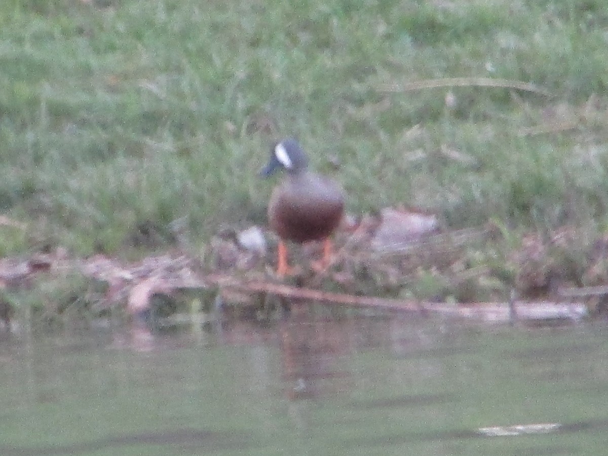 Blue-winged Teal - ML617433454