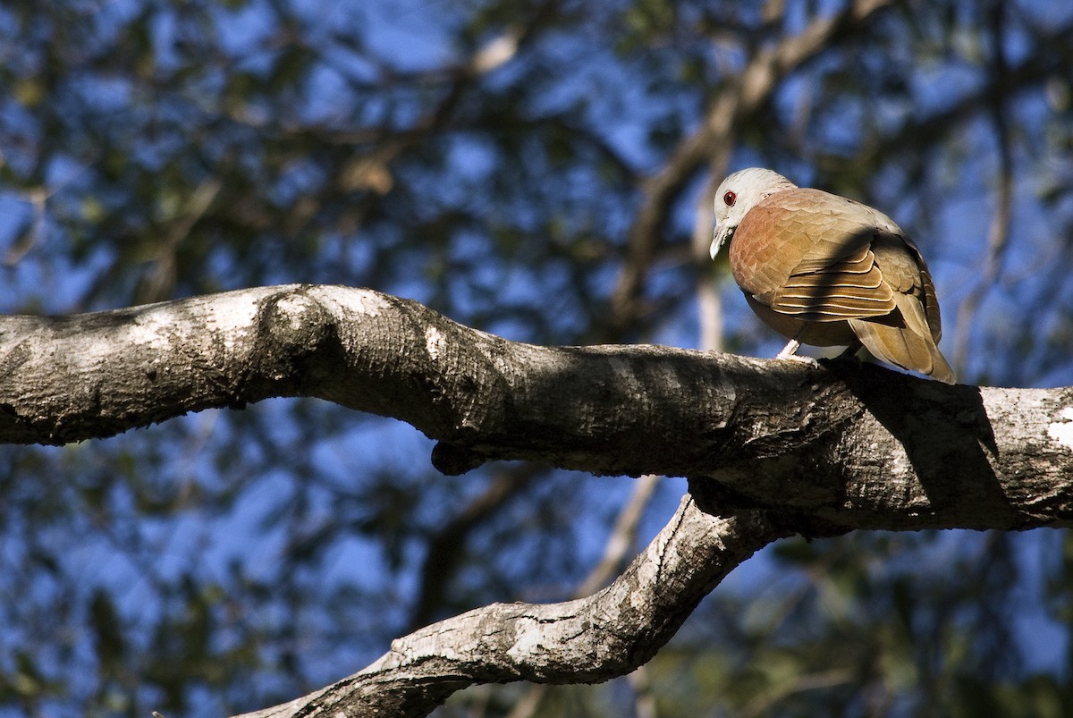 Pigeon de Madagascar - ML617433456