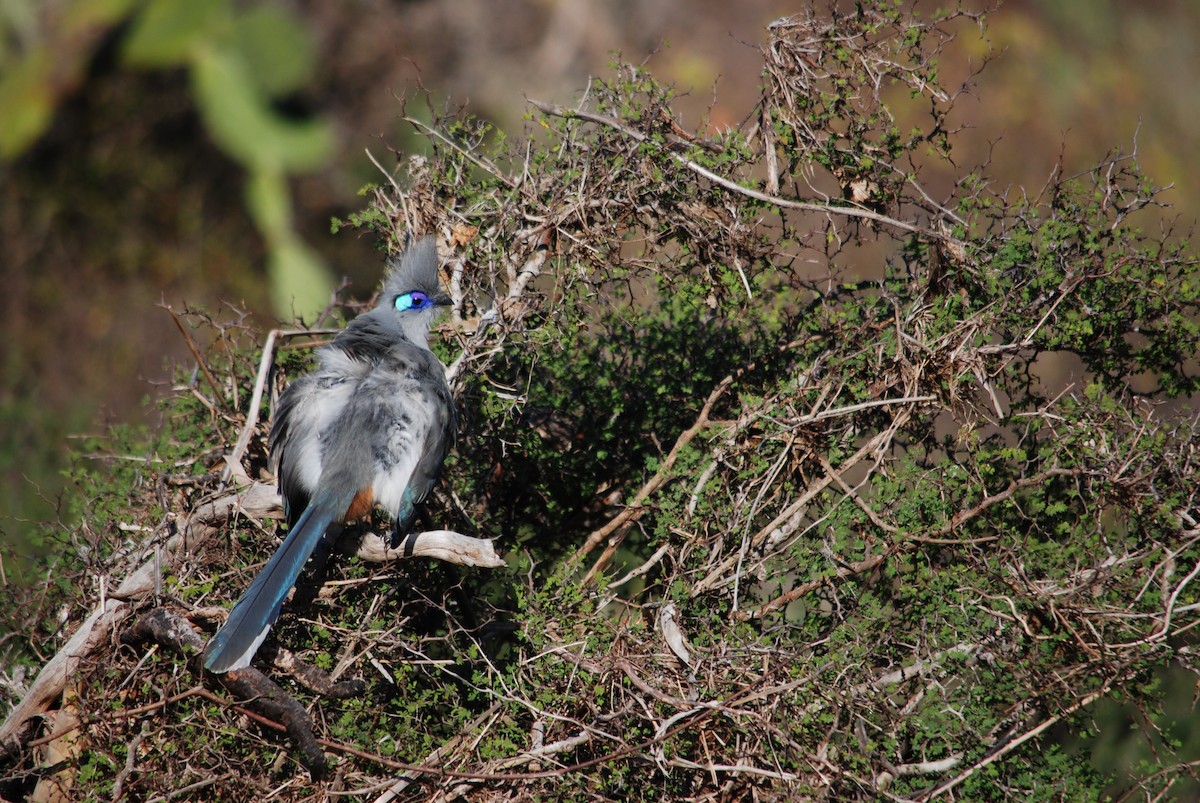 Crested Coua - ML617433646