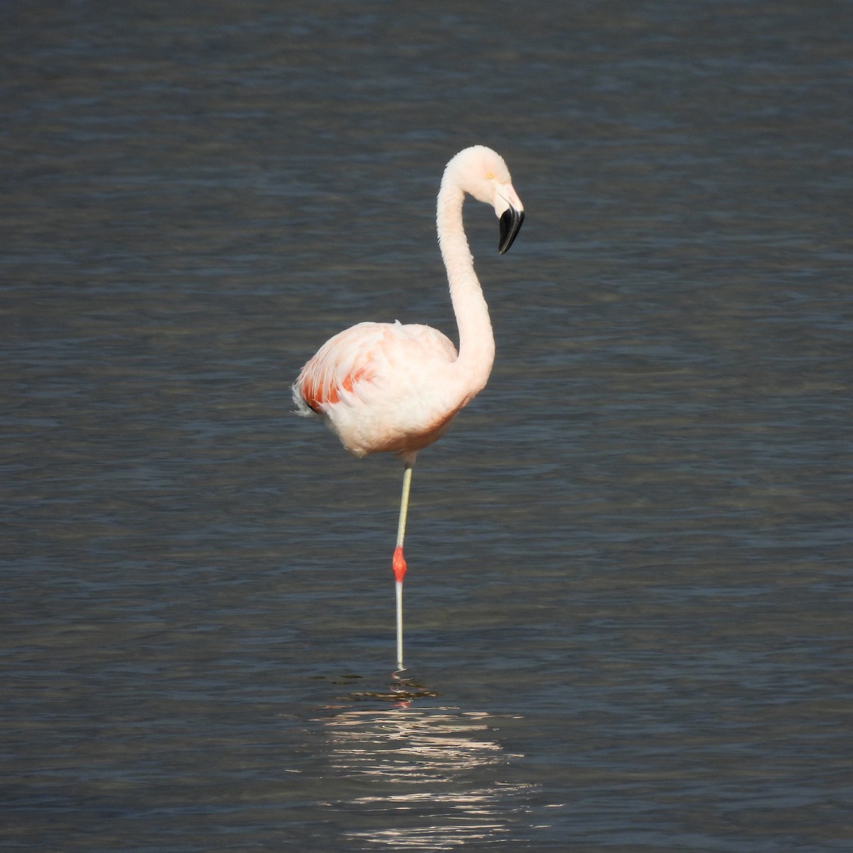 Chilean Flamingo - ML617433672
