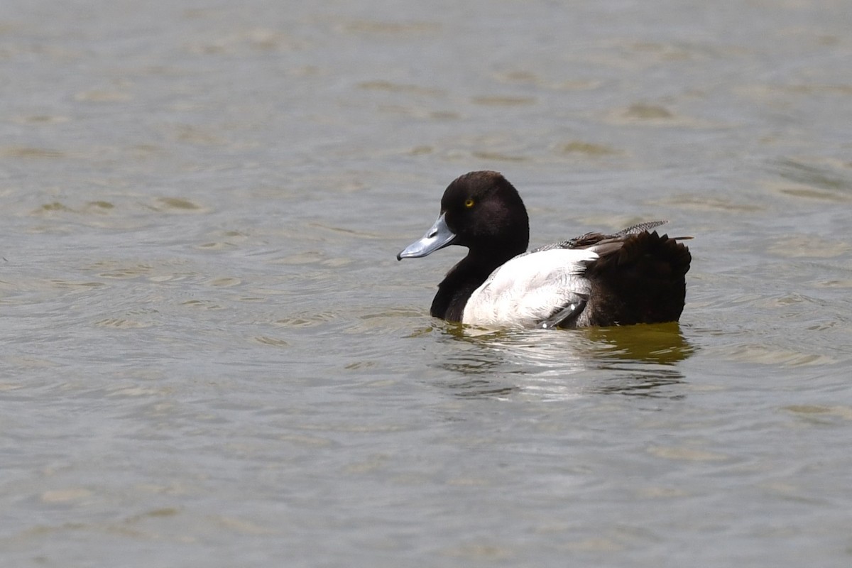 Greater/Lesser Scaup - ML617433693