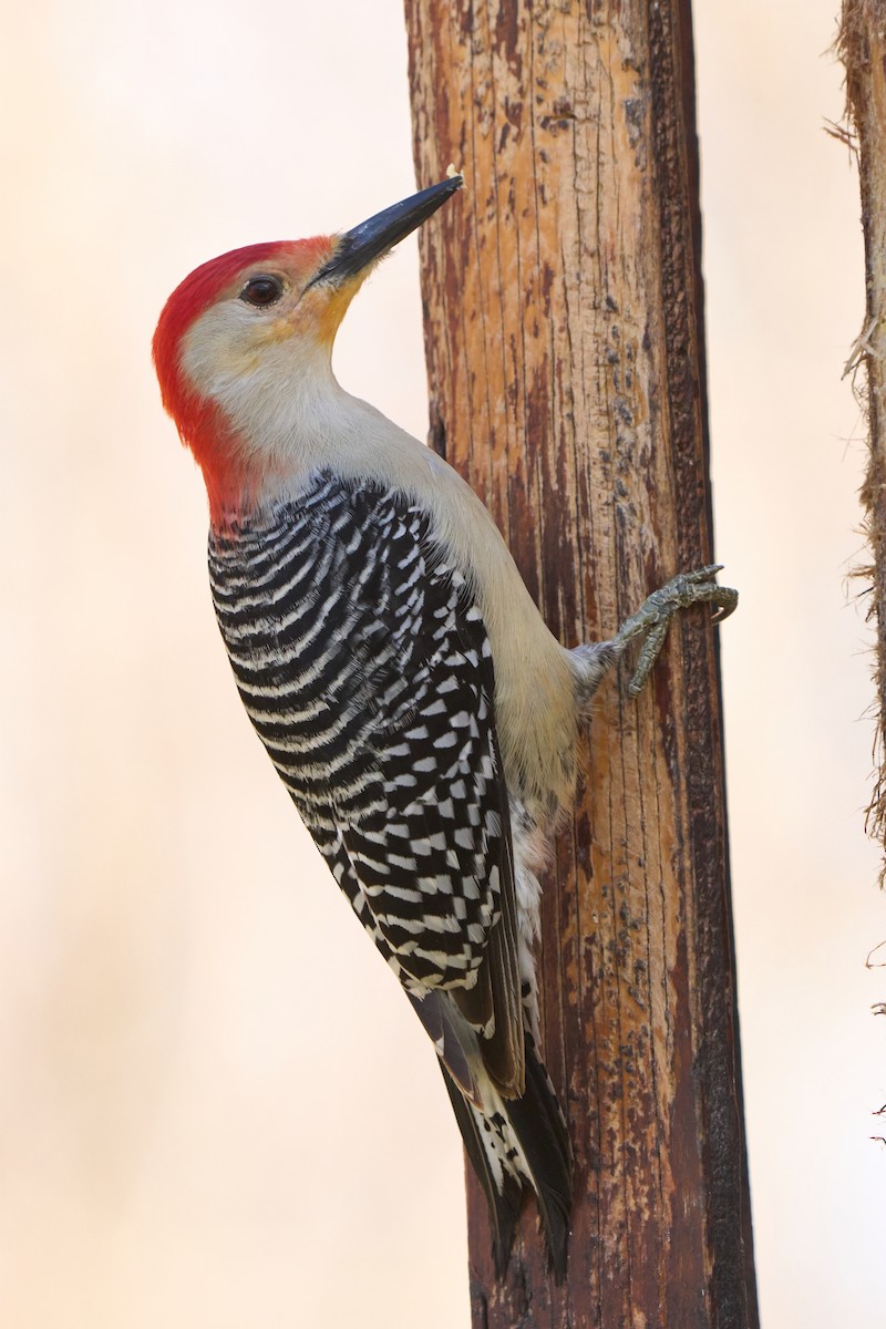 Red-bellied Woodpecker - ML617433706