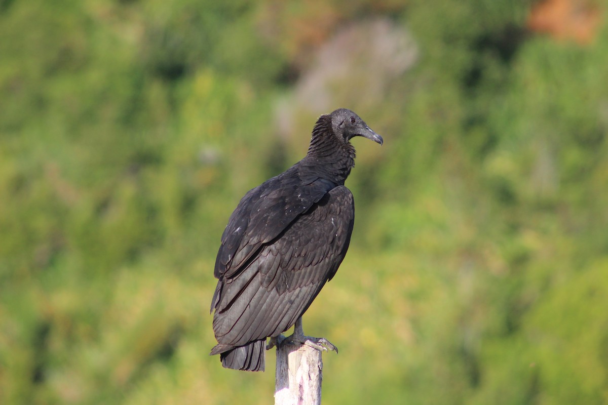 Black Vulture - ML617433734