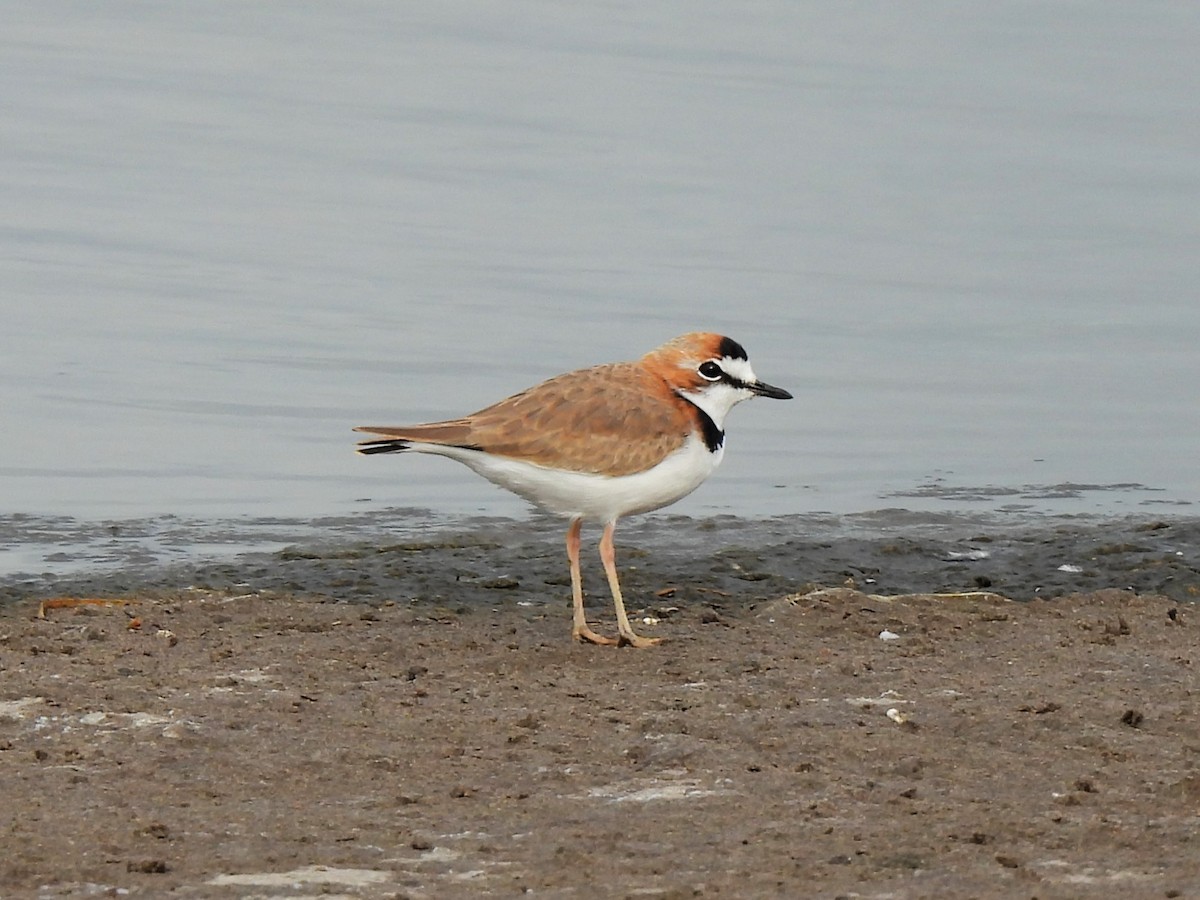 Collared Plover - ML617433747