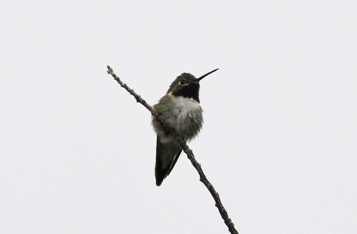 Broad-tailed Hummingbird - ML617433756