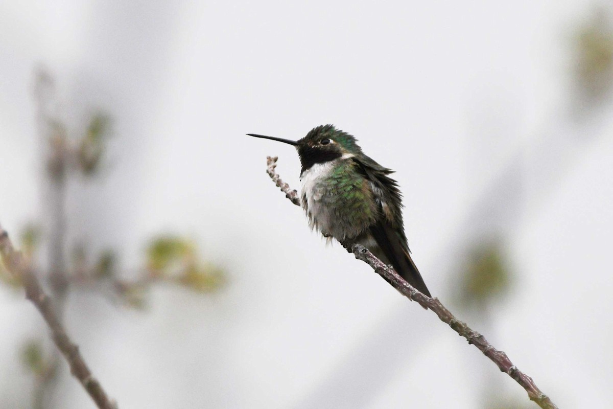 Broad-tailed Hummingbird - ML617433757