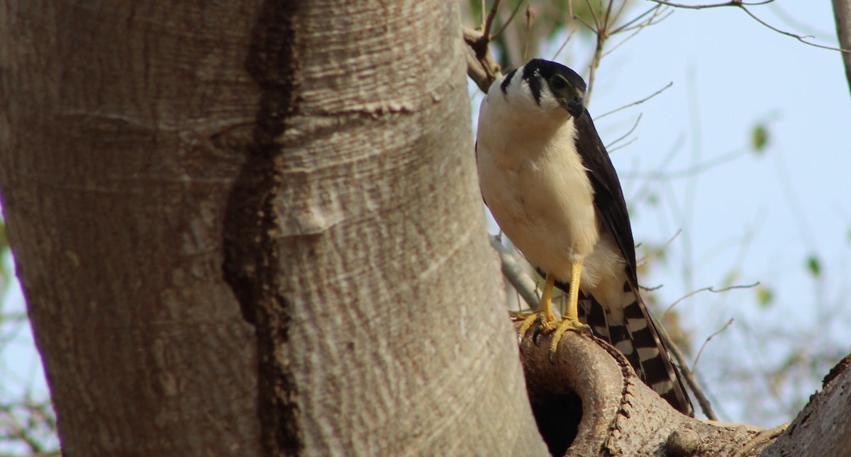 Collared Forest-Falcon - juventino chavez