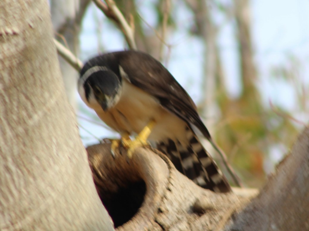 Collared Forest-Falcon - juventino chavez