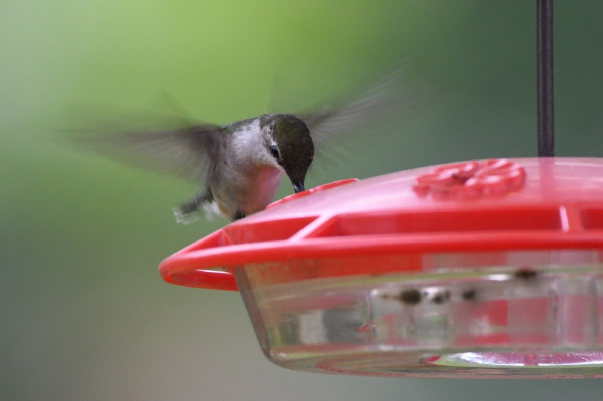 Ruby-throated Hummingbird - ML617433940