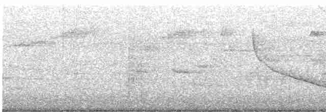 Amerika Çütresi (purpureus) - ML617433983