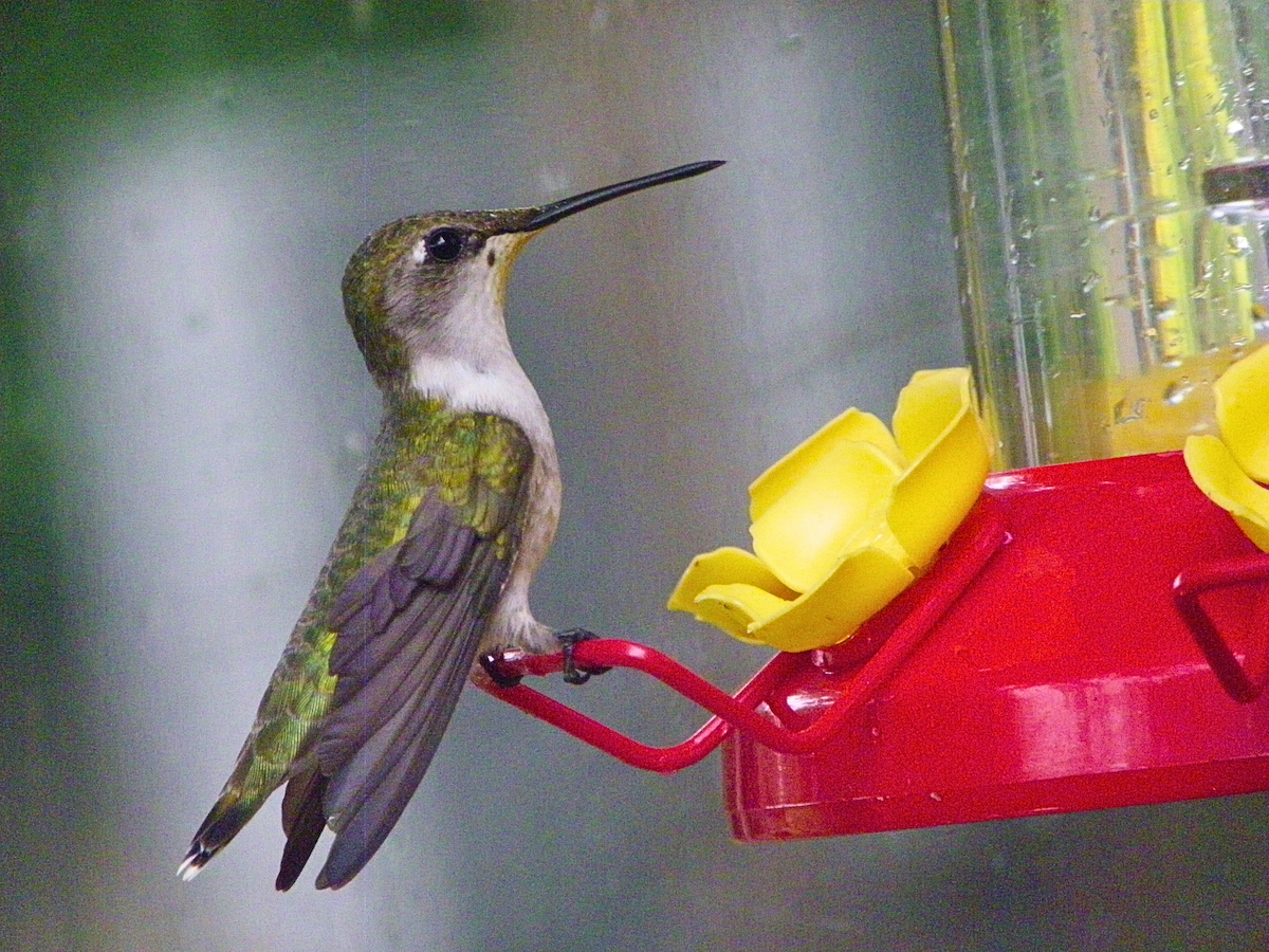 Ruby-throated Hummingbird - ML617433988